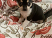 Chihuahua puppies