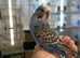 Budgies from 12 weeks old now available for rehoming