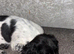 7 month sprocker male