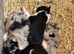 Collie pups from working parents