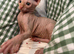 Beautiful 12 week Sphynx