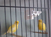 Fife Canaries most colours