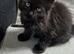 Beautiful pedigree xl maine coon kittens