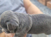 Exotic Male Puppy available