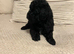 Gorgeous f1 Shih poo puppies