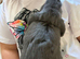 Mini lops 10 weeks old male & females