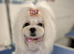Korean Maltese Adult Boy
