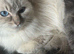 stunning rare lilac tortie female 17 months old