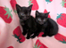 Very pretty kittens, wormed/flead/litter trained Prices vary