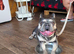 2 French bulldogs
