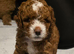 6 beautiful cavapoo puppies