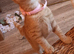 Savannah cross Bengal
