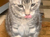 For Sale 1 Gorgeous Grey Tabby Boy Kitten