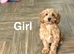 Gorgeous cockapoo puppies girls and boys available