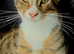 Maine Coon Cross Male and Female kitten