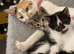 beautiful male &  female kittens mixed colours