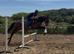 Classy Allrounder - Fun And Reliable Type