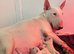 Quality bull terrier puppy&rsquo;s