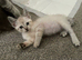 Ready To Leave Now - Mixed Sphynx kittens