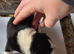 Border collie puppies