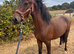 Reg new forest gelding