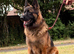 Make German Shepherd Rehome