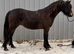 Registered Dartmoor yearling gelding