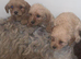 Cockapoo x toy poodle puppies