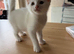 2 white female kitten ones deaf