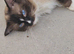 Scottish fold cross ragdolls