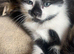 Kitten female