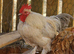 2 Rooster / Cockerel/Rooster