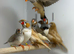 Zebra finches