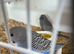 Budgies