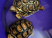 Leopard Tortoises Babies- Rare High Whites/ Standard Colouring
