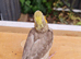 Young cockatiel