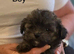 Poochi babies rare chihuahua x toy poodle puppies