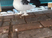 2 Pairs of Young Indian Fantail Pigeons for Sale