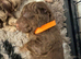 Cockapoo Puppies