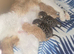 BENGAL X SELKIRK REX BOYS