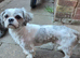 Male shih tzu