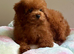 Asian Maltipoo girl 7month