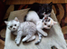 3 Girl & 3 Boy Kittens (ready 04/08/26)