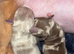 Exceptional KC Registered Miniature Dachshund – Chocolate Dapple Male