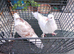 Pigeon for sale