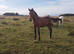 Yearling sports type colt