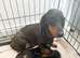 Boy dauchhound