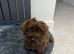 Imperial chocolate puppy