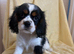 Beautiful Cavaliers for sale