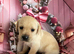 Labrador retriever puppies deposit secures